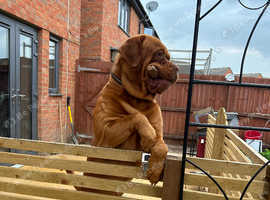 KC registered Male dogue de Bordeaux