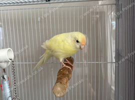 Pale yellow kakariki