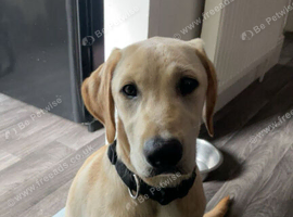 7 month old labrador