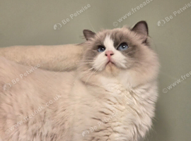 Registered Ragdoll 1y old