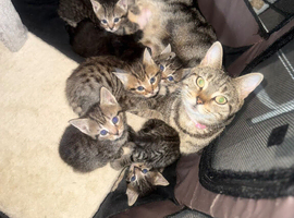 2 beautiful tabby boys left