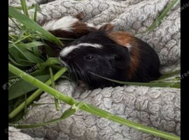 Beautiful female guinea pig