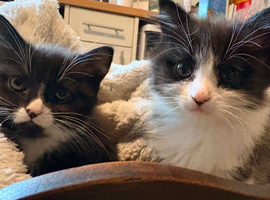 2 x gorgeous kittens