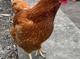 Laying 3 chickens/hens