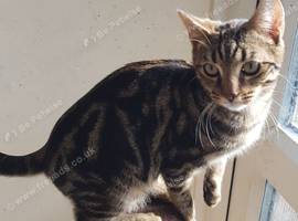 Bengal male kitten
