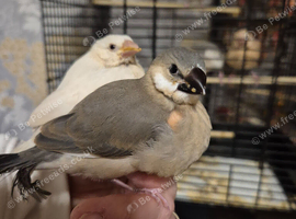 Java finches 2026