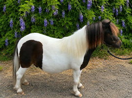 Stunning Miniature Gelding