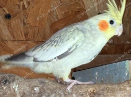 Lovely cock bird