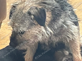 Border Terrier