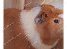 Guinea pig youngsters