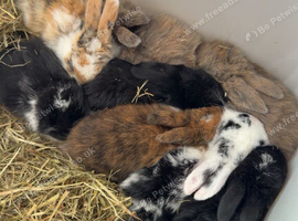 8 beautiful multi colour mini lop babies