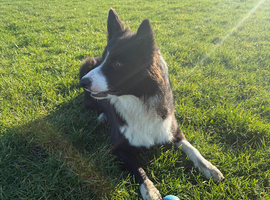 Border collie