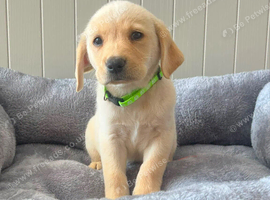 9 stunning Labradors