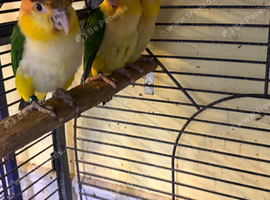 Beautiful, nice white belly cakes babies available for sale