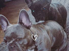 2 frenchie sisters