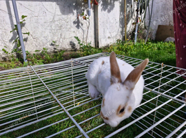 rabbits