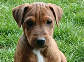 Lakeland terriers  puppies  READY TO GO NOW
