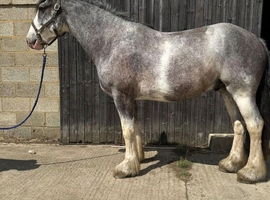 Full up 15.2  6yrs old Blagdon Cob gelding
