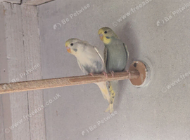 Budgies