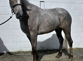 Lovely 3yr filly Irish Draught x Sports Horse