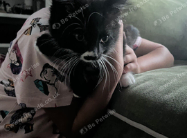 Little girl kitten - last one looking for her home