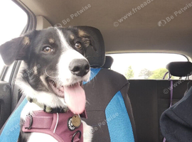 Pup to be rehomed
