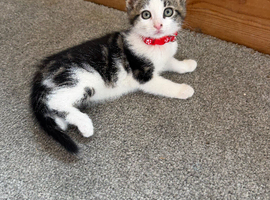 Kittens ready to go now