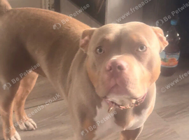 Female dog