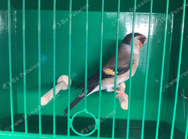 Goldfinch x Bullfinch for sale