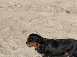 Cavalier King Charles