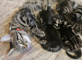3 beautiful kittens