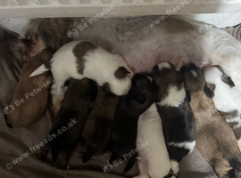 9 purebred Shih Tzu puppies are looking for new, loving homes.