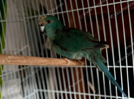 kakaraki parrot available
