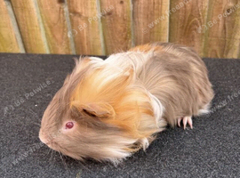 Single boar