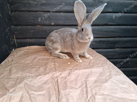 Flemish giant boy