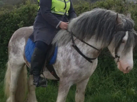 Show cob light weight hunter 15hh.