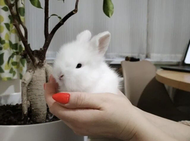 Pure Breed Fluffy Double Mained LionHead Kits