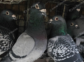 Racing pigeons for sale