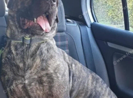 Presa Canario