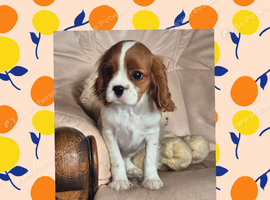 Beautiful Cavalier boy