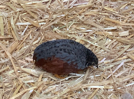 Chinese Painted Quail MALES