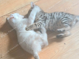 4 lovely bengal kittens 3 boys 1 girl