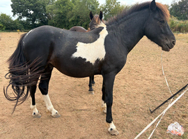 Beautiful stamp of a Dartmoor pony
