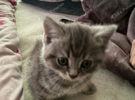 beautiful mixed breed british shorthair