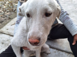 ️ ROCKY &ndash; The Brave Boy Who Refused to Give Up ️