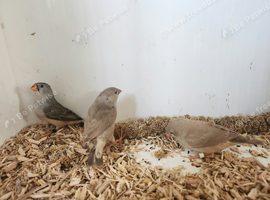 6 Hen zebra finch