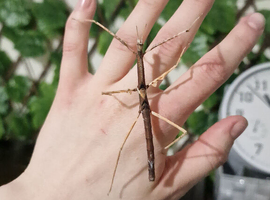 Stick insects rehome Fleetwood