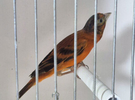 Red Siskin F1 mule