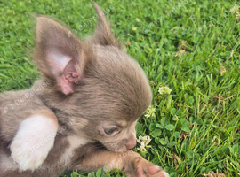 Chihuahua