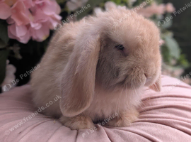 Mini lop boy